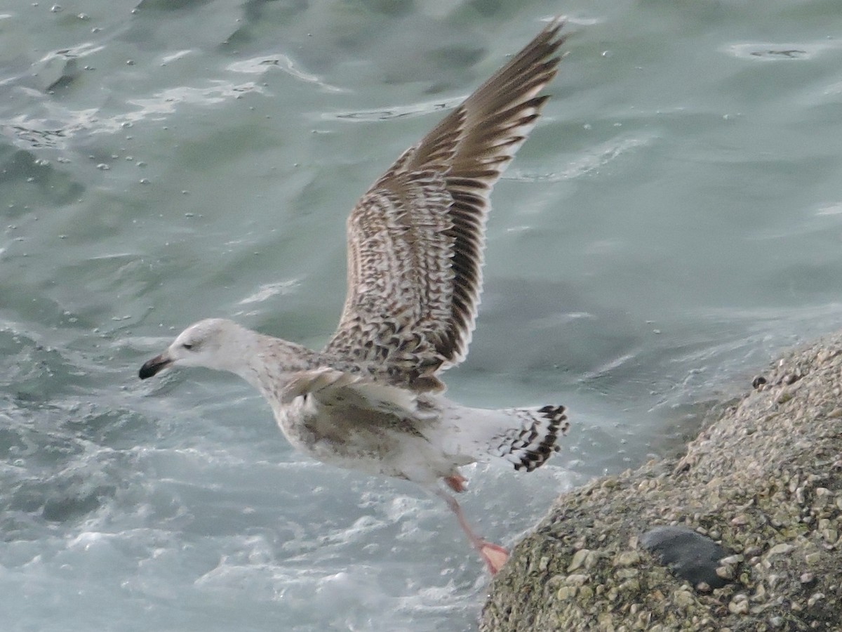 オオカモメ - ML647553428