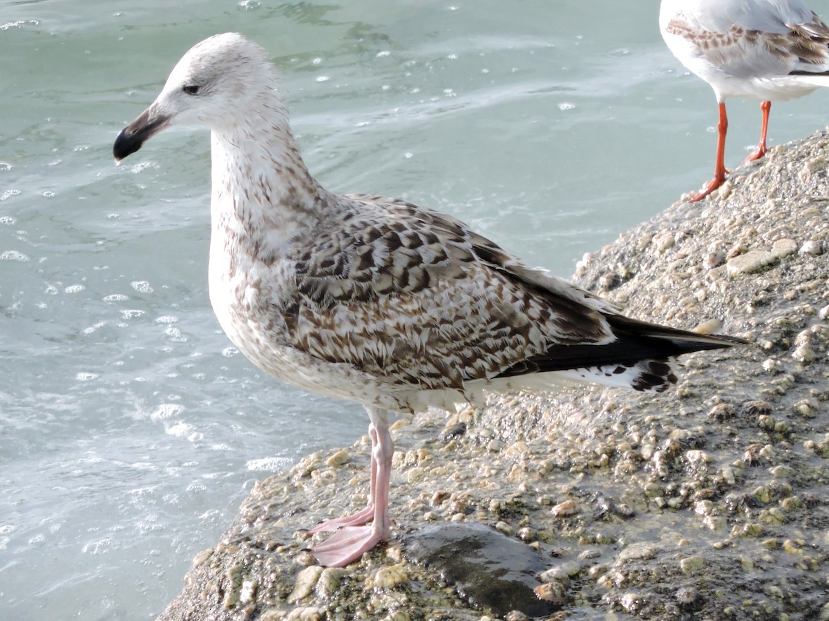 オオカモメ - ML647553429