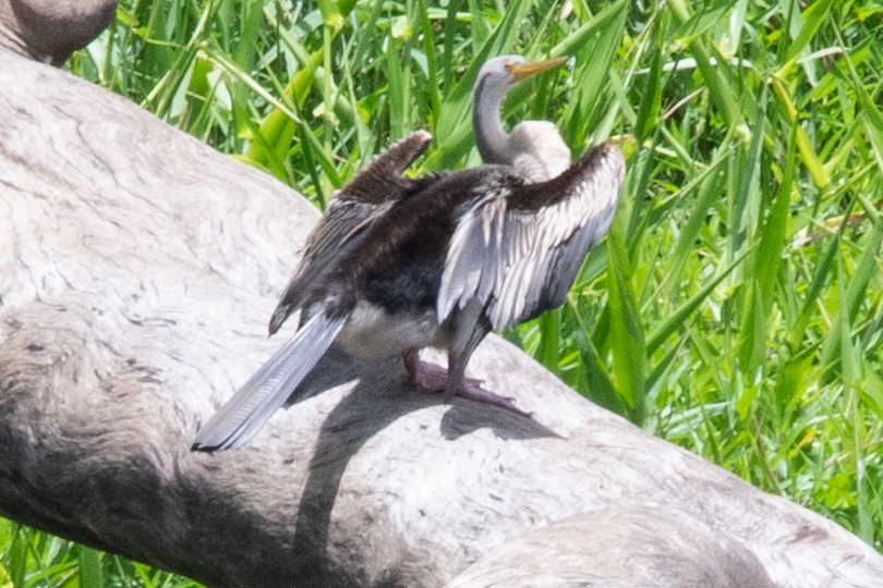 オーストラリアヘビウ - ML647553430