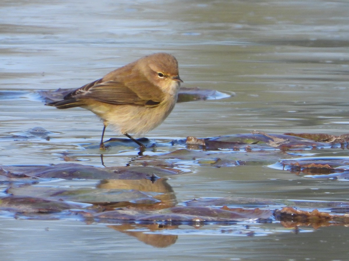 チフチャフ - ML647553431