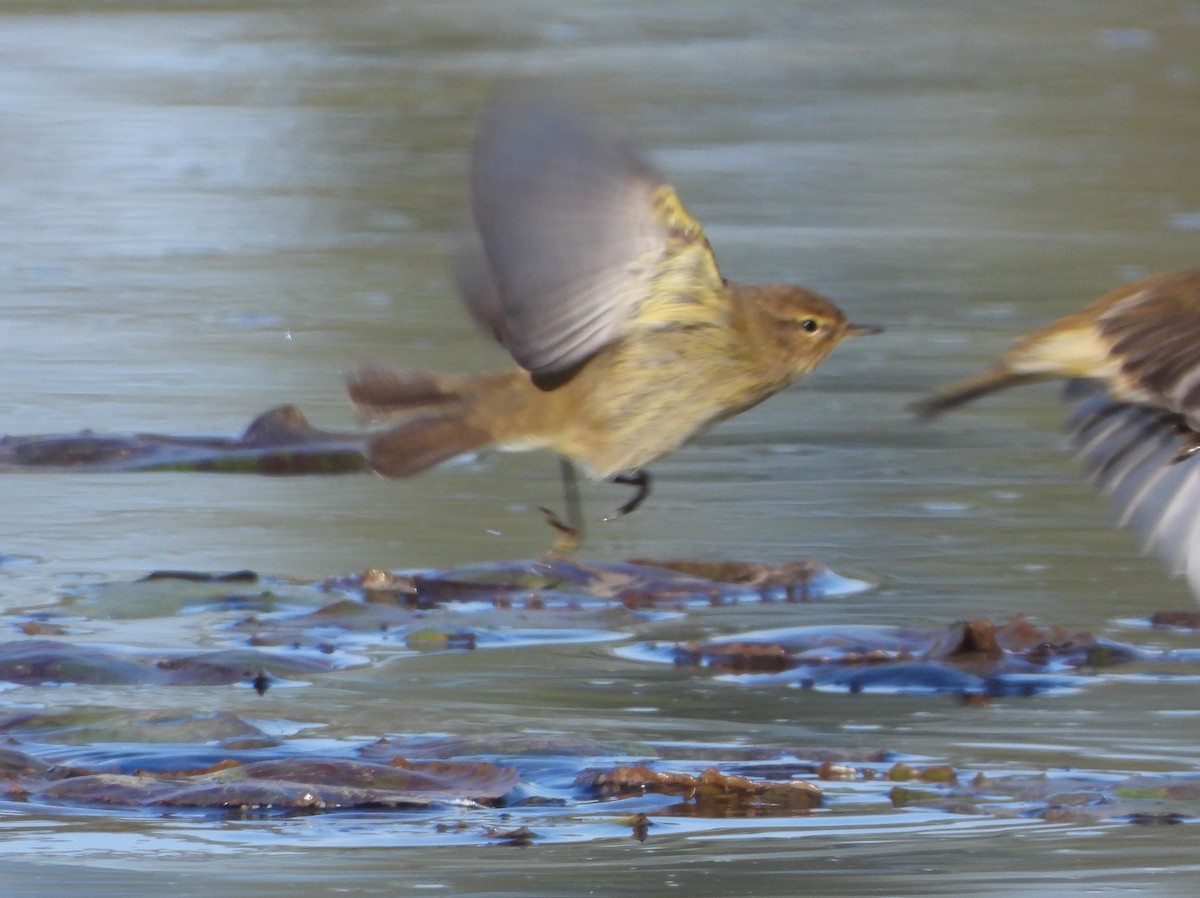 チフチャフ - ML647553432