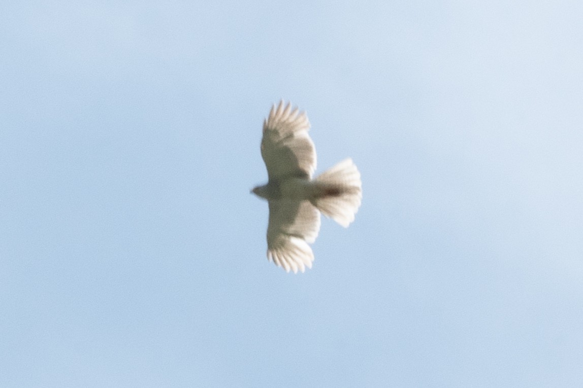 ハイイロオオタカ - ML647553433