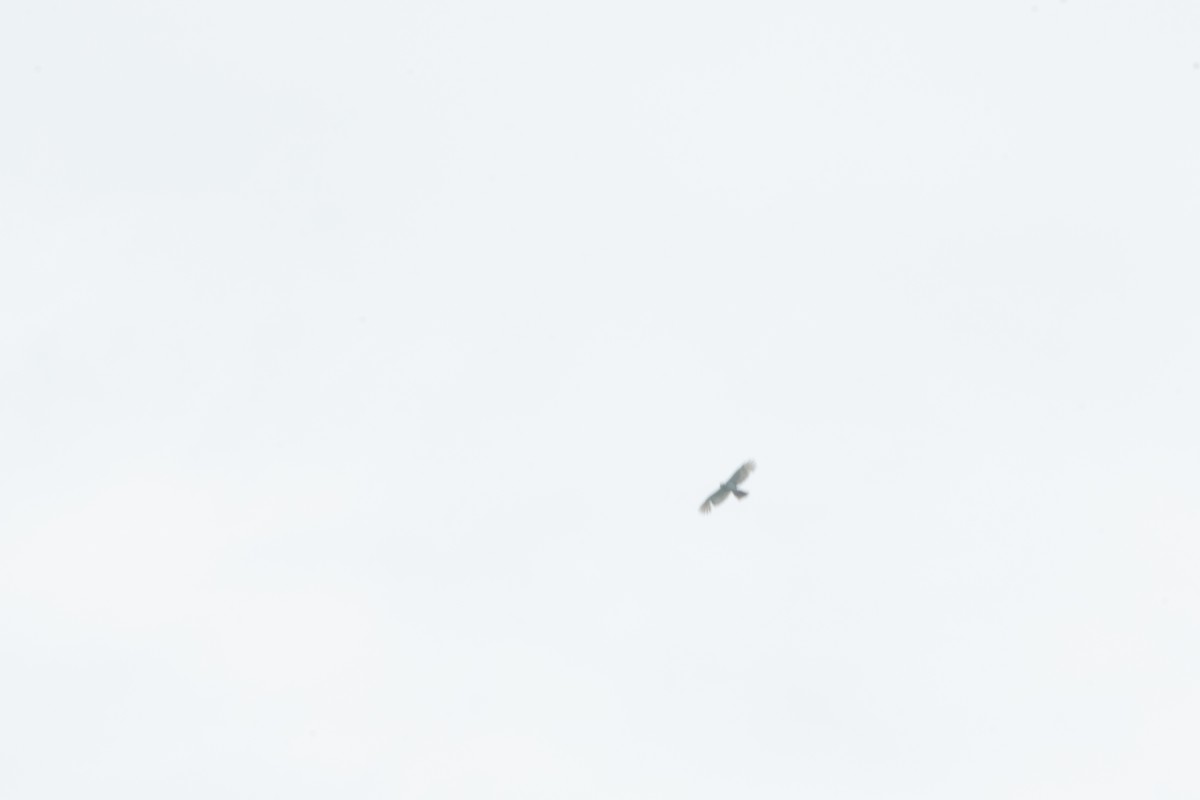 ハイイロオオタカ - ML647553434