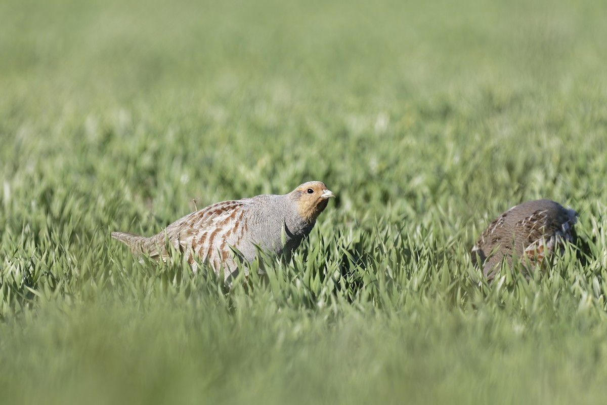 חוגלית אפורה - ML647553441