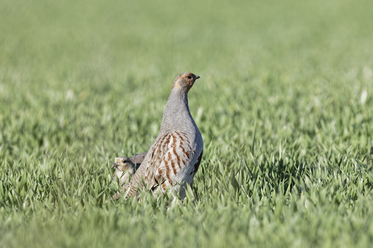 חוגלית אפורה - ML647553442