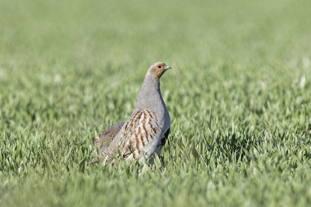 חוגלית אפורה - ML647553446