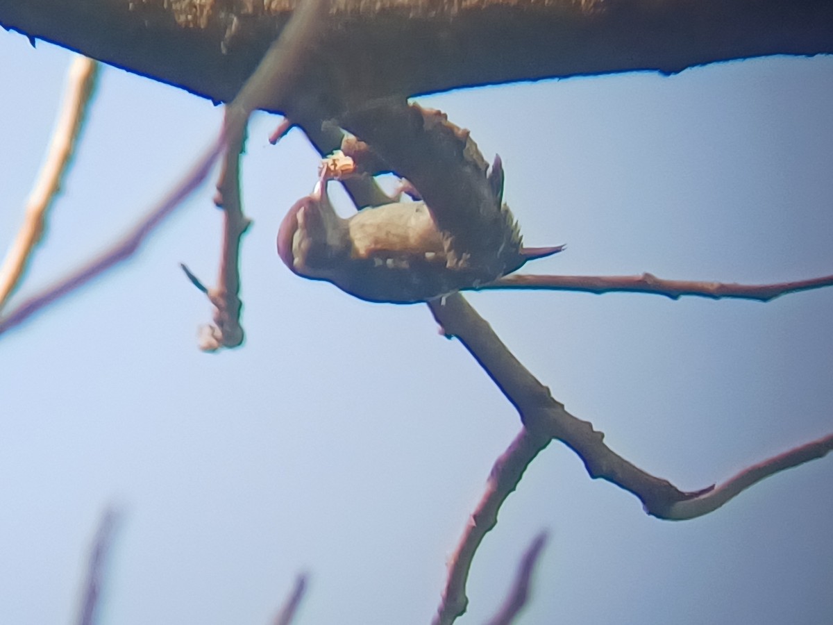 Brown-capped Pygmy Woodpecker - ML647553454