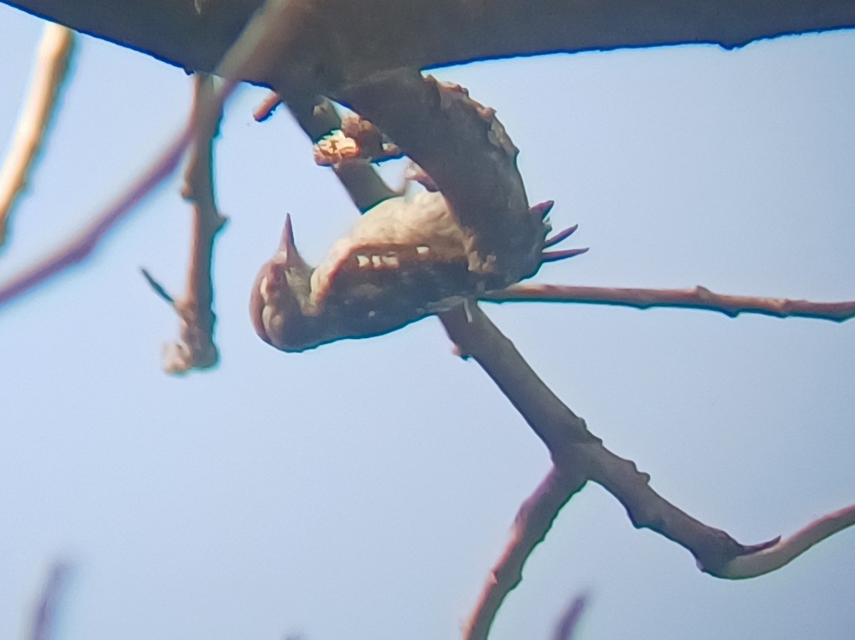 Brown-capped Pygmy Woodpecker - ML647553455