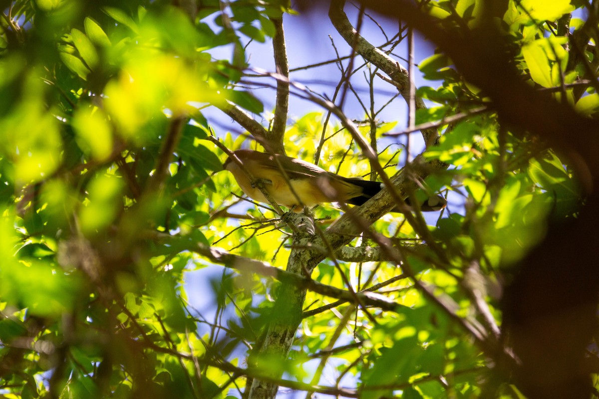 Dark-billed Cuckoo - ML647553461