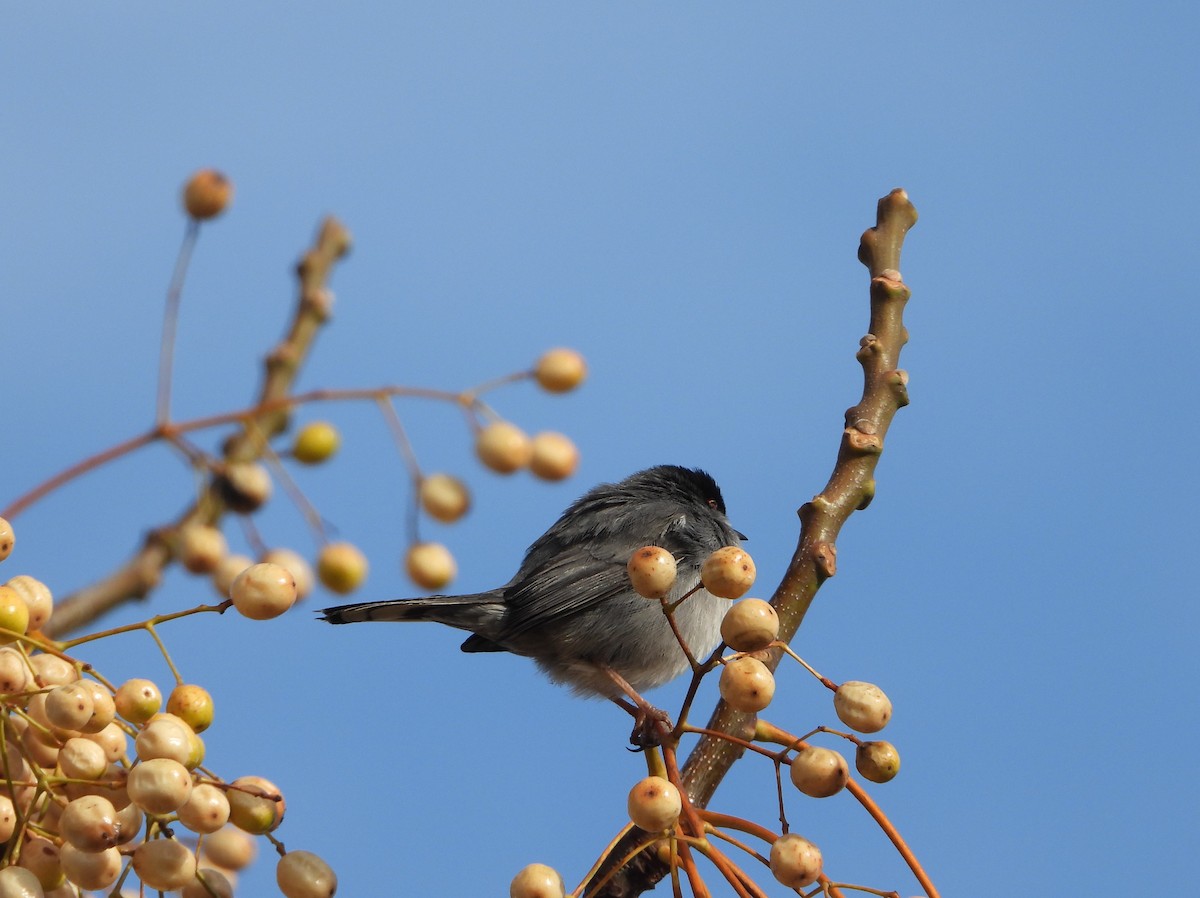 Sardinian Warbler - ML647553470