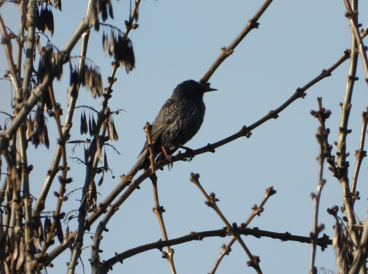 Étourneau unicolore - ML647553483