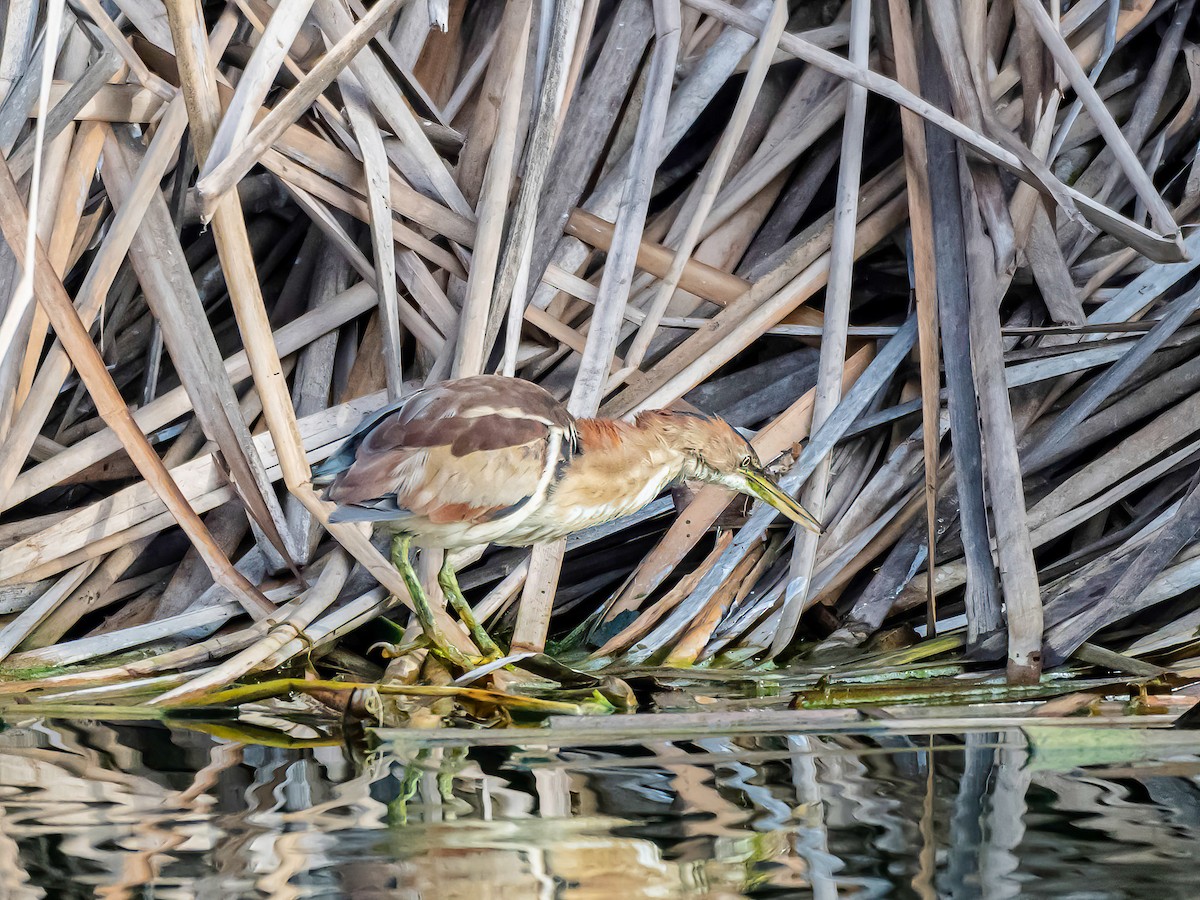 Petit Blongios - ML647553490