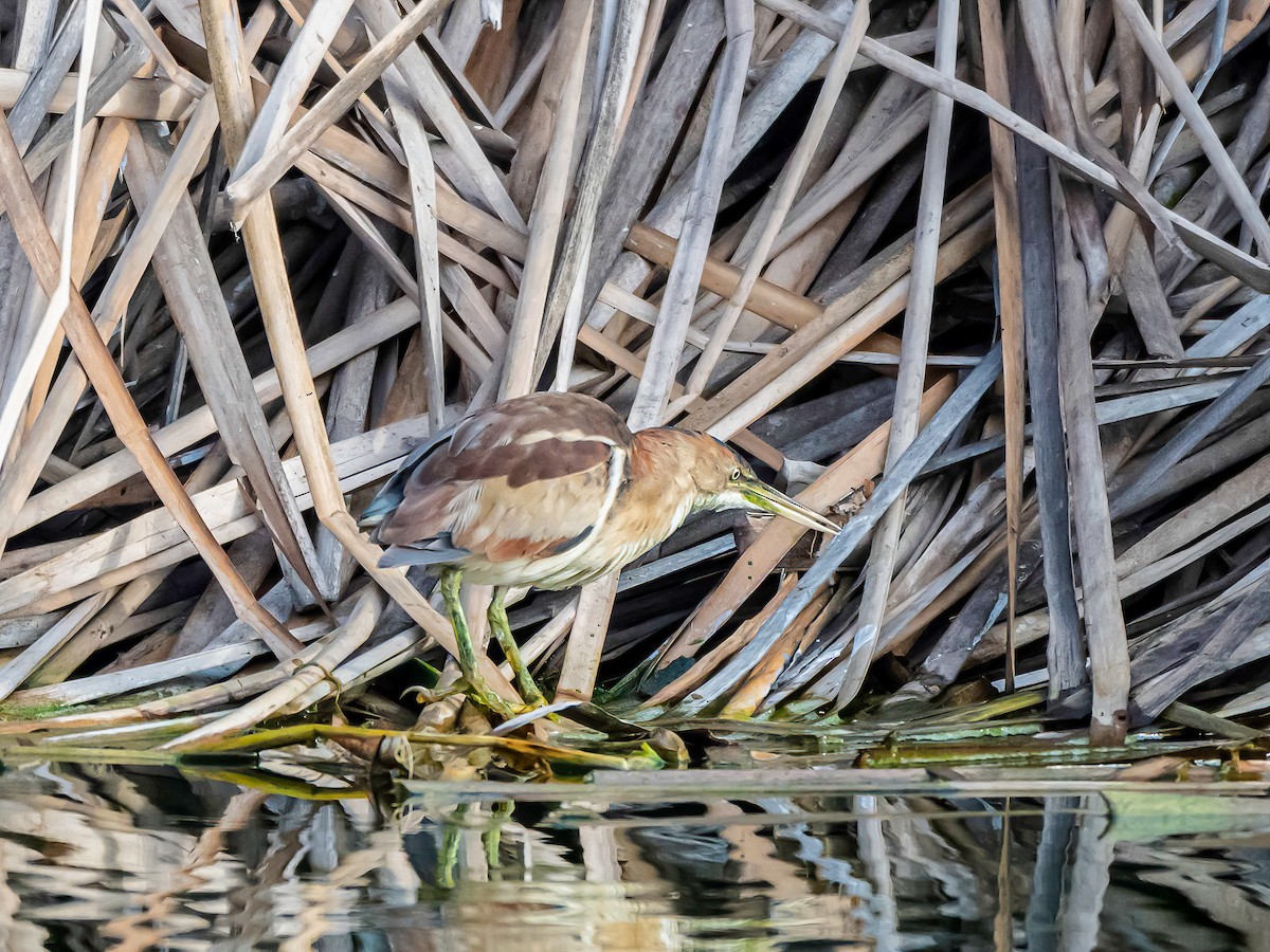 Petit Blongios - ML647553491