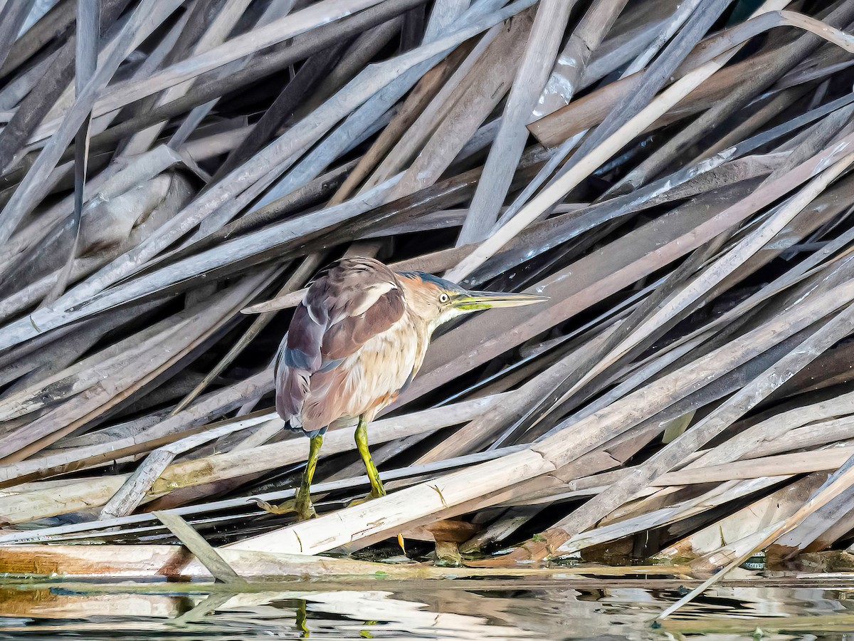 Petit Blongios - ML647553492