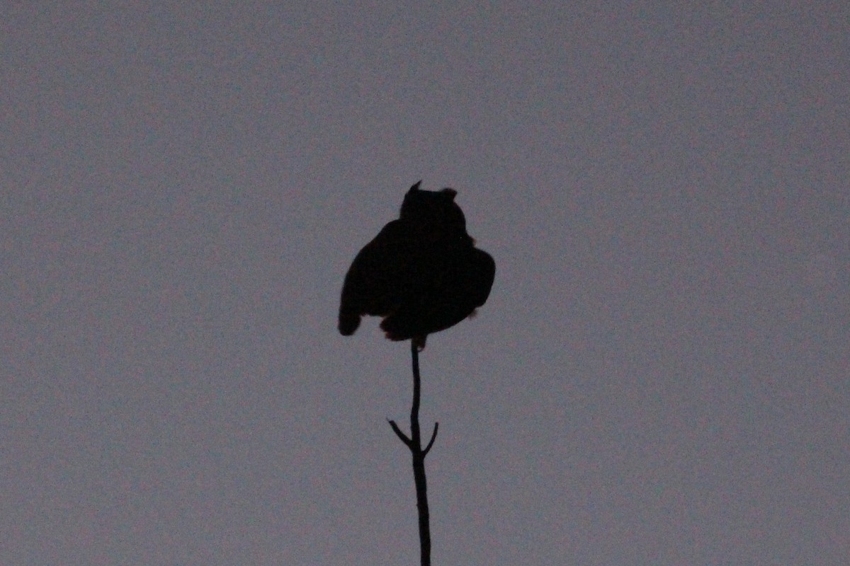 Great Horned Owl - ML647553495