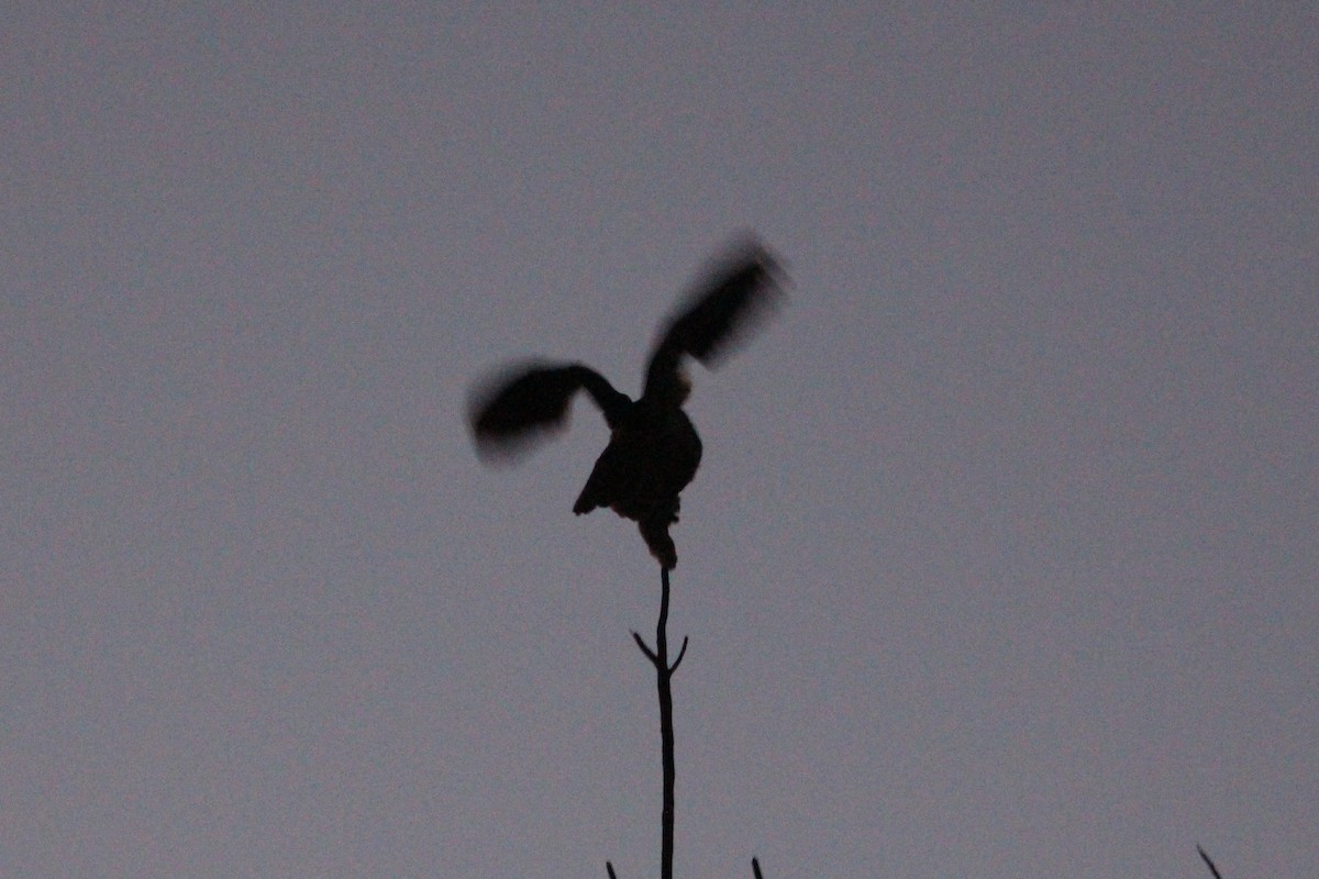 Great Horned Owl - ML647553504