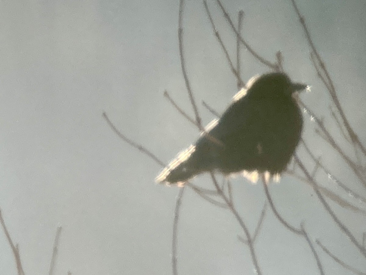 ワタリガラス - ML647553515