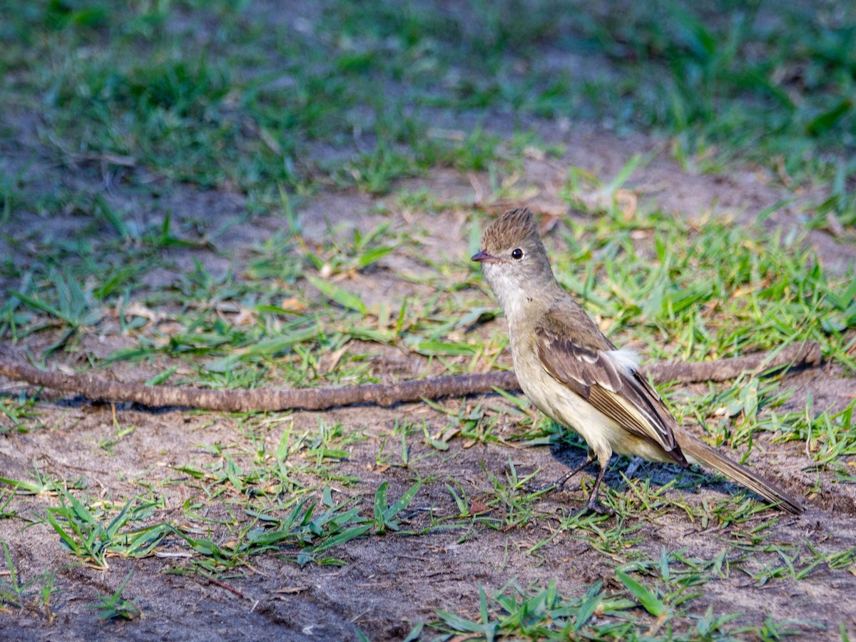 Yellow-bellied Elaenia - ML647553530