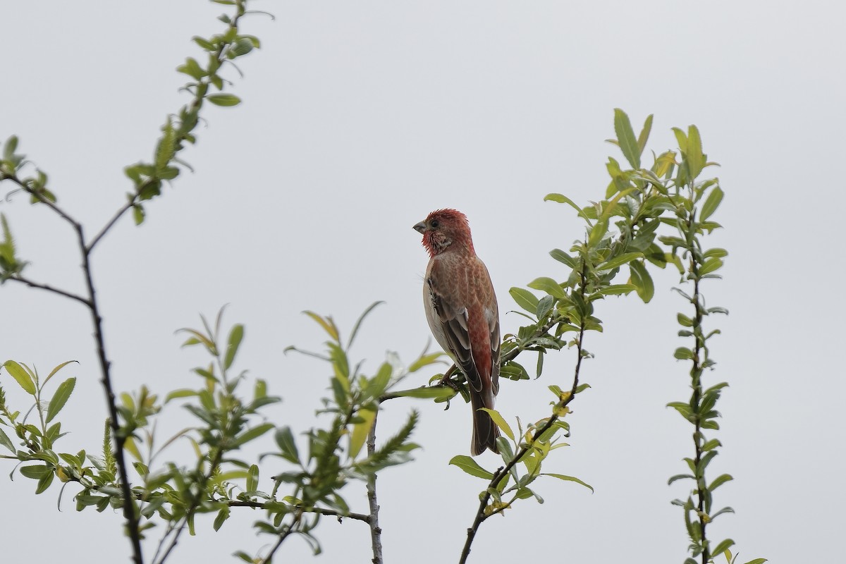 ורדית אירופית - ML647553559