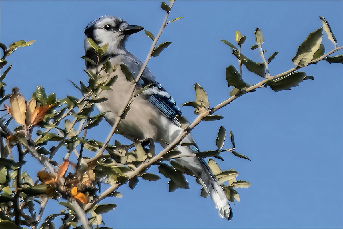 Blue Jay - ML647553560