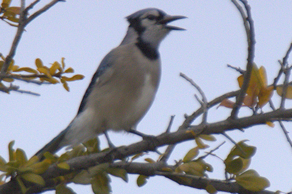Blue Jay - ML647553561