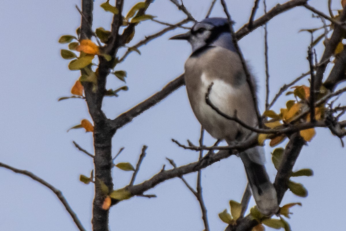 Blue Jay - ML647553564