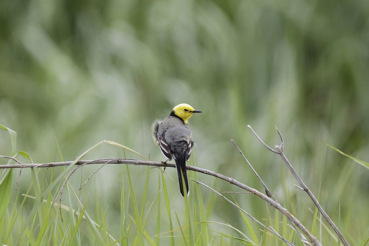 נחליאלי לימוני - ML647553565