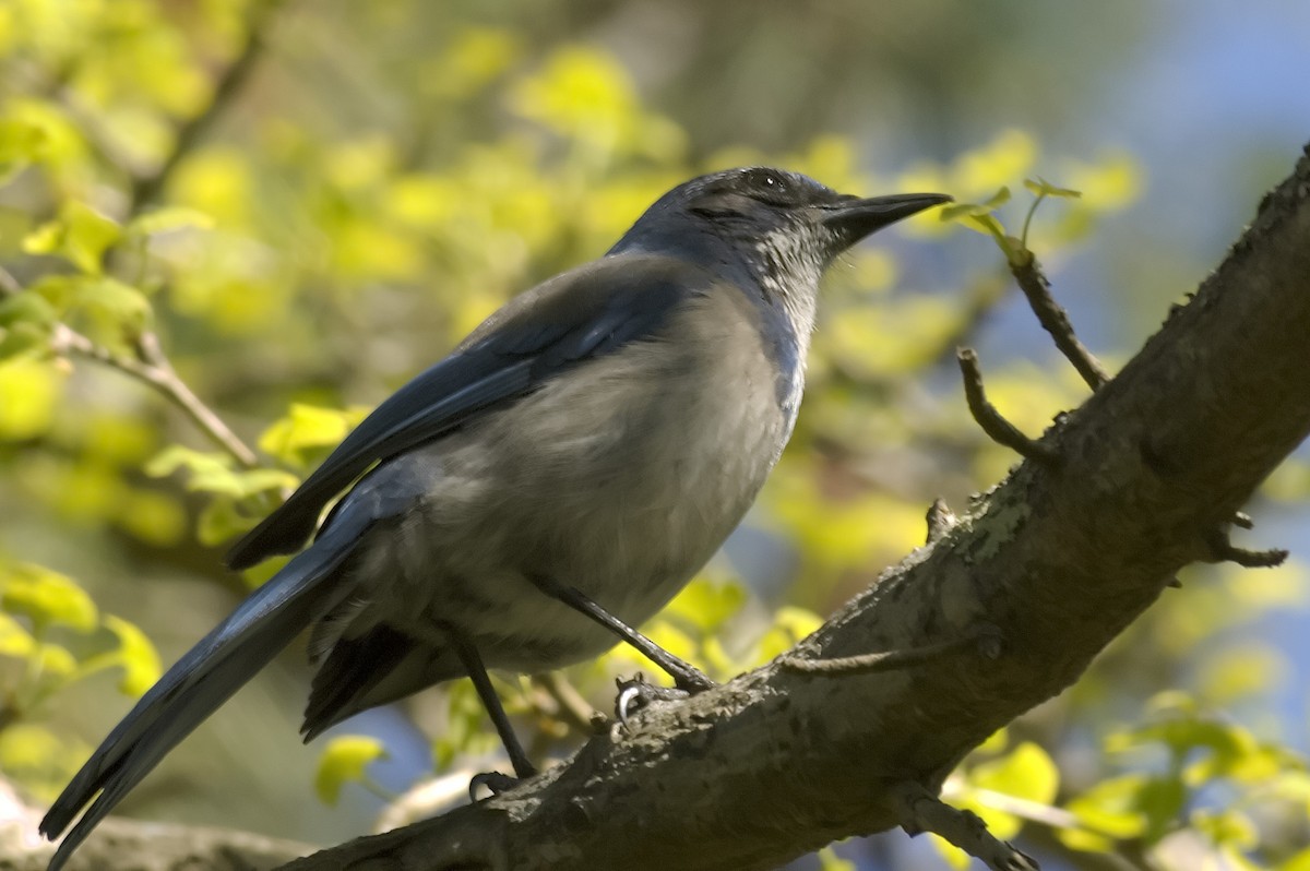 California Scrub-Jay - ML647553567