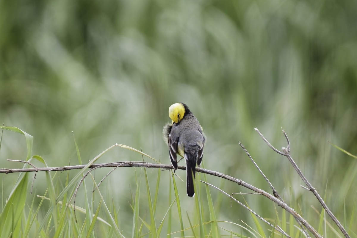 黃頭鶺鴒 - ML647553568