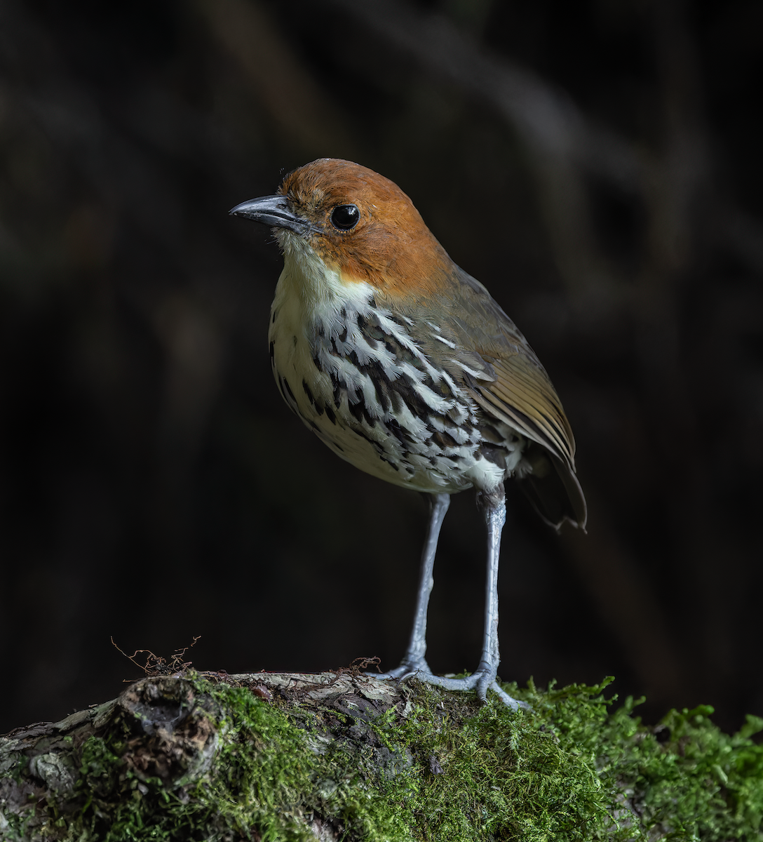 Chestnut-crowned Antpitta - ML647553569