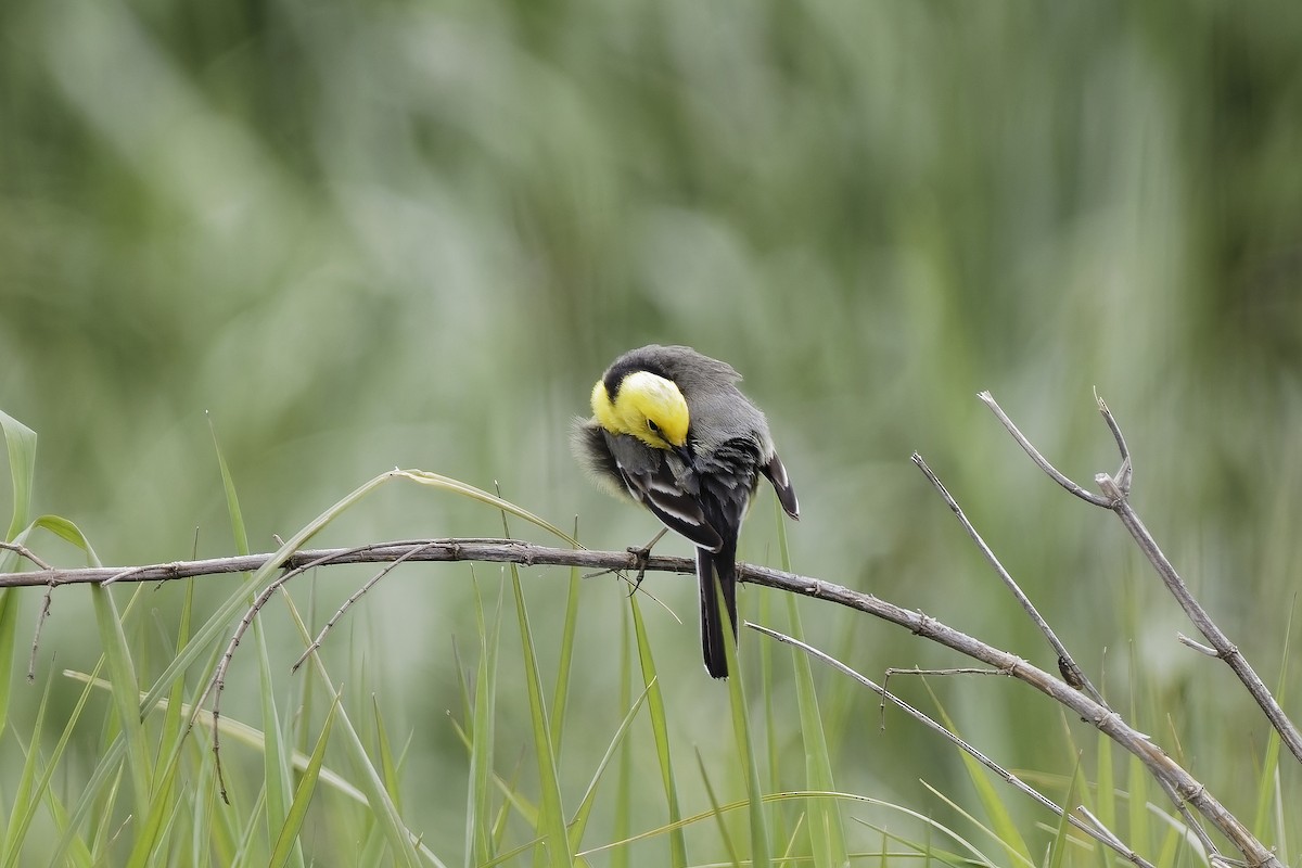 黃頭鶺鴒 - ML647553571