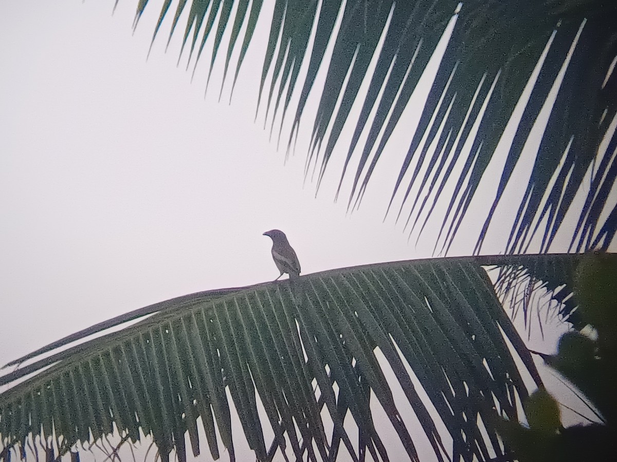 Rufous Treepie - ML647553574