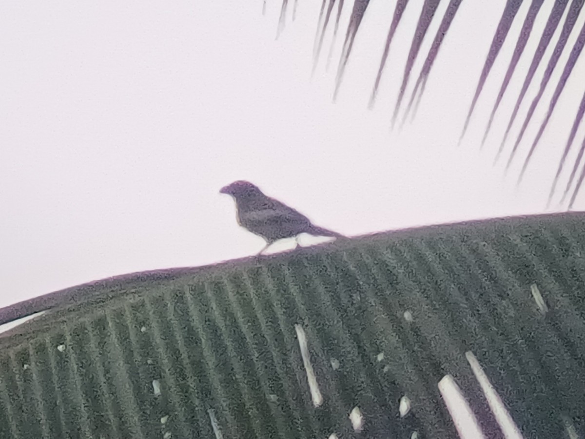 Rufous Treepie - ML647553575