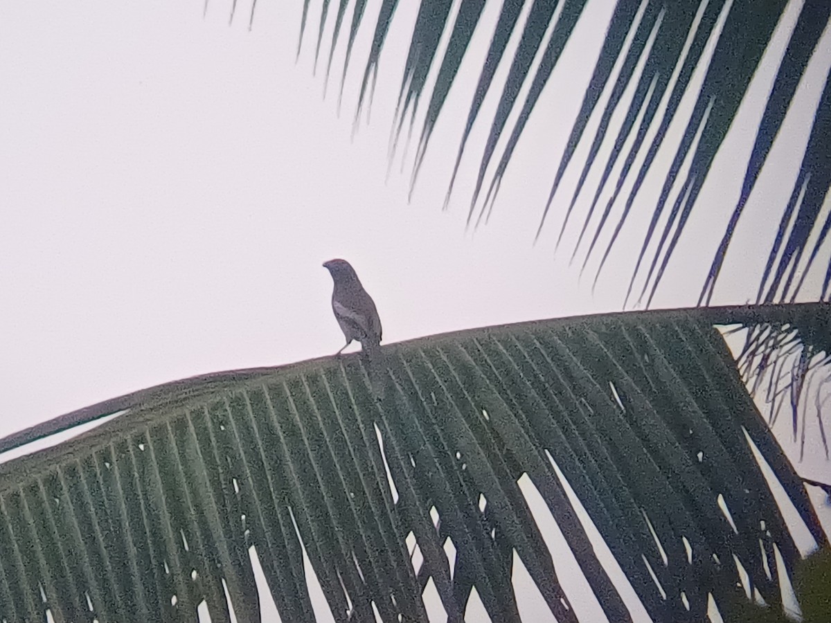 Rufous Treepie - ML647553576