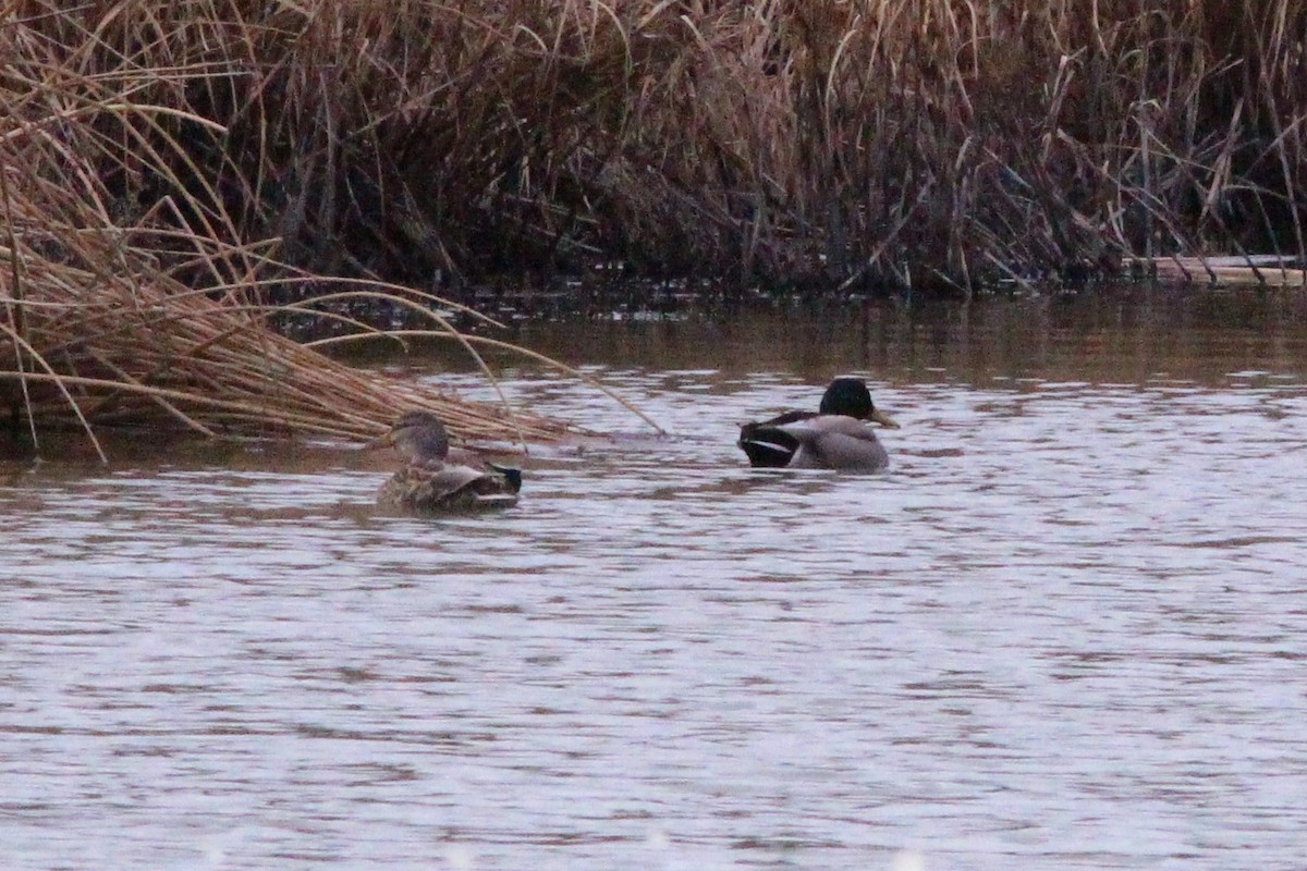 綠頭鴨 - ML647553577