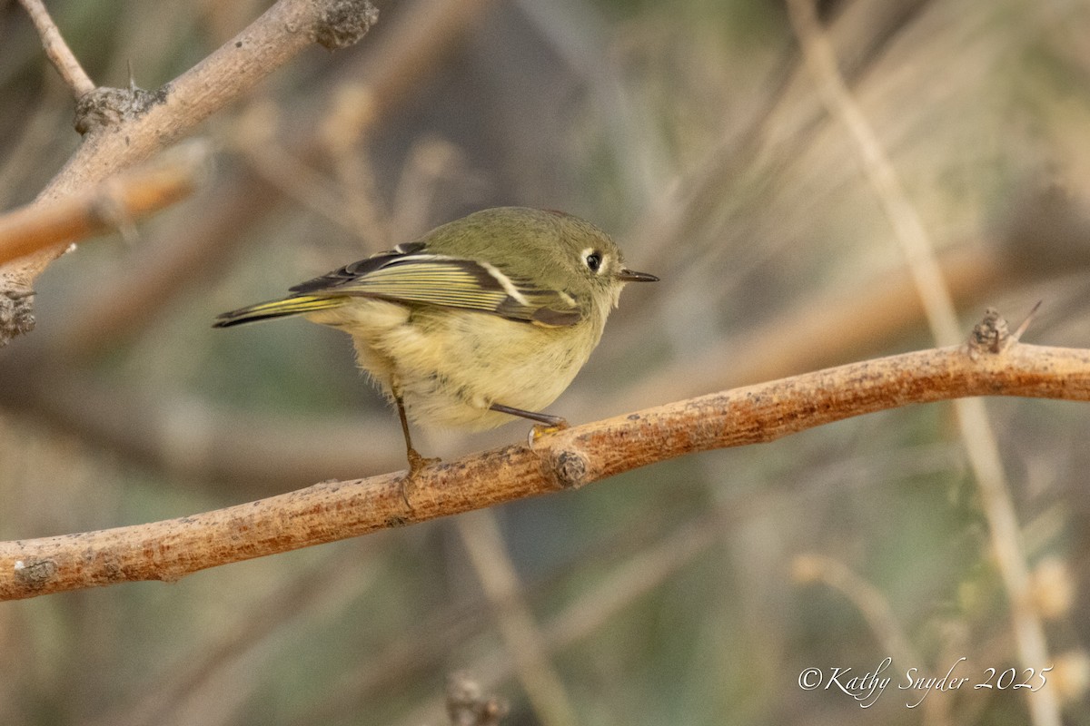 Ruby-crowned Kinglet - ML647553578