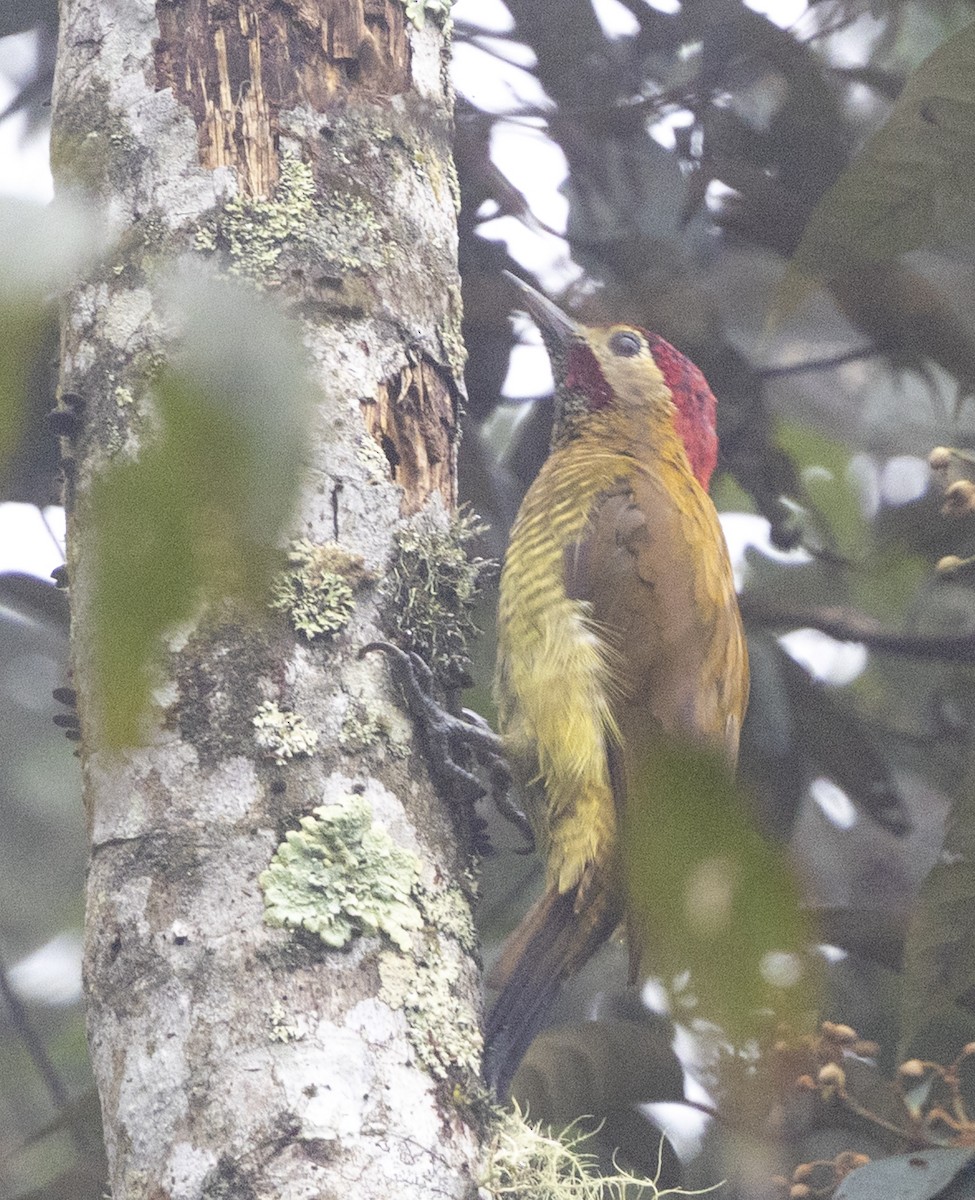 Golden-olive Woodpecker - ML647553580