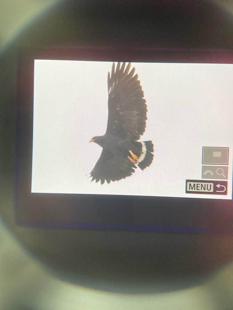 Common Black Hawk - ML647553581