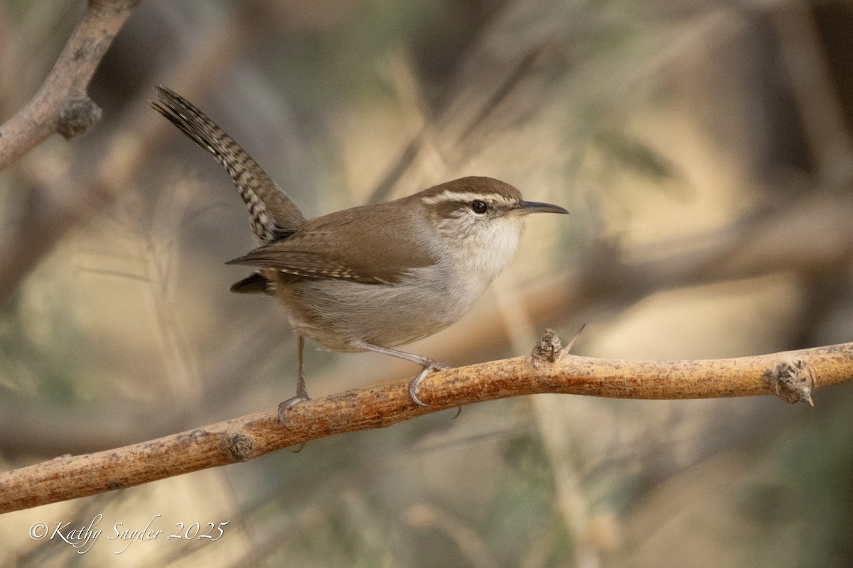 Bewick's Wren - ML647553582
