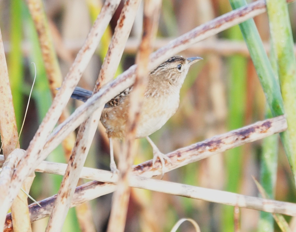 Sedge Wren - ML647553583