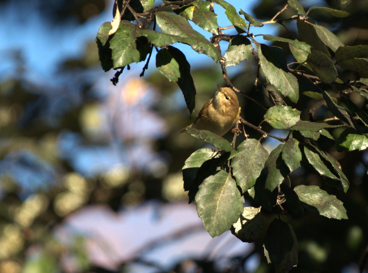 嘰喳柳鶯 - ML647553584