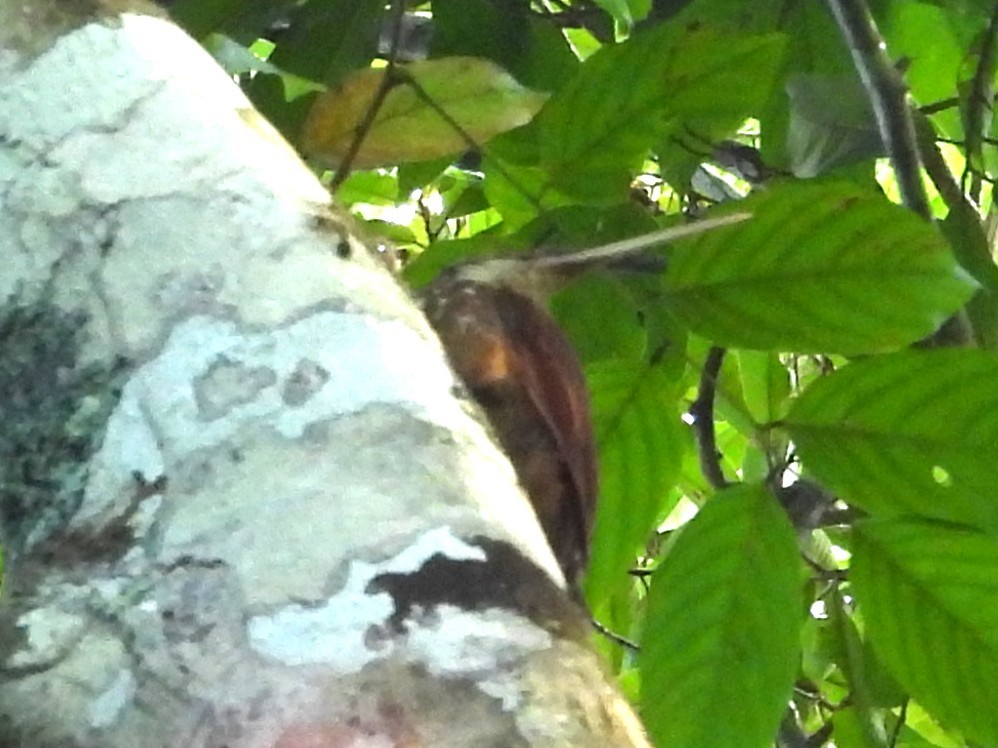Long-billed Woodcreeper - ML647553587