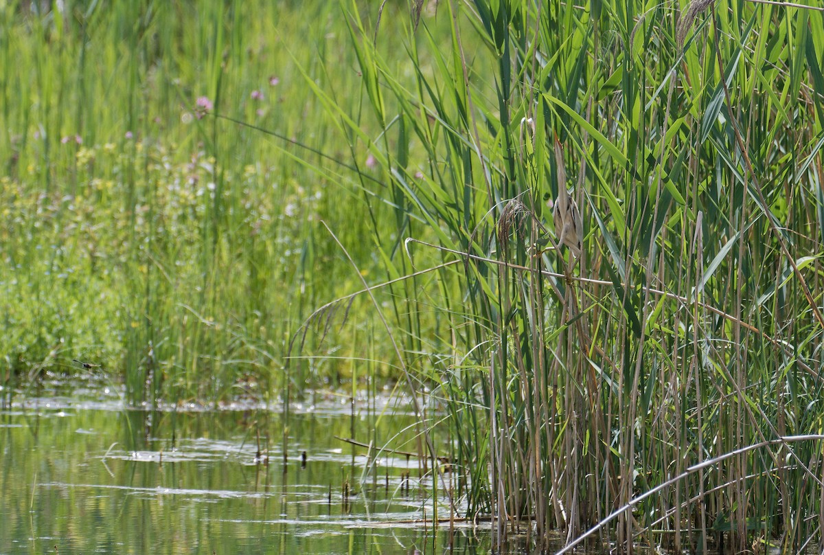 Little Bittern - ML647553590