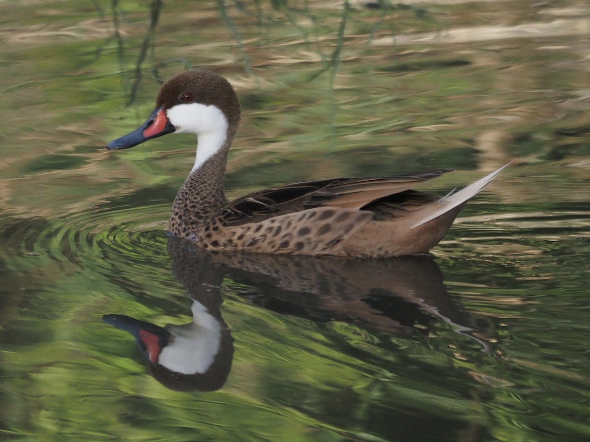 White-cheeked Pintail - ML647553591