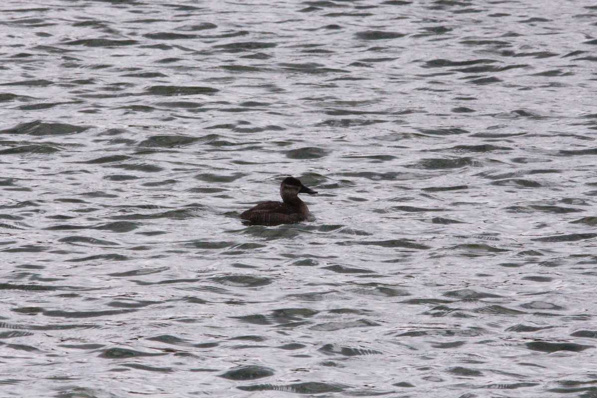 Ruddy Duck - ML647553592