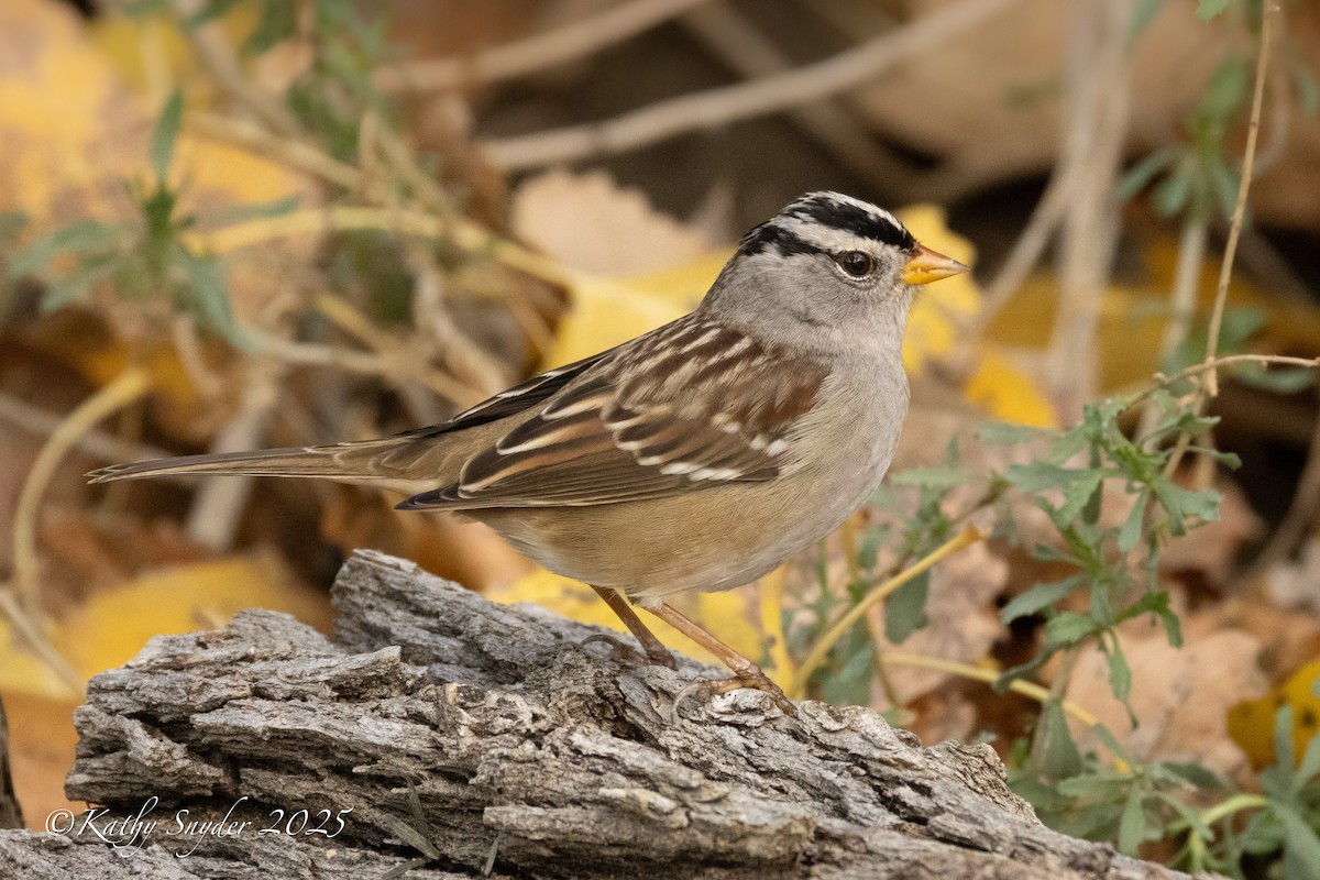 White-crowned Sparrow - ML647553595