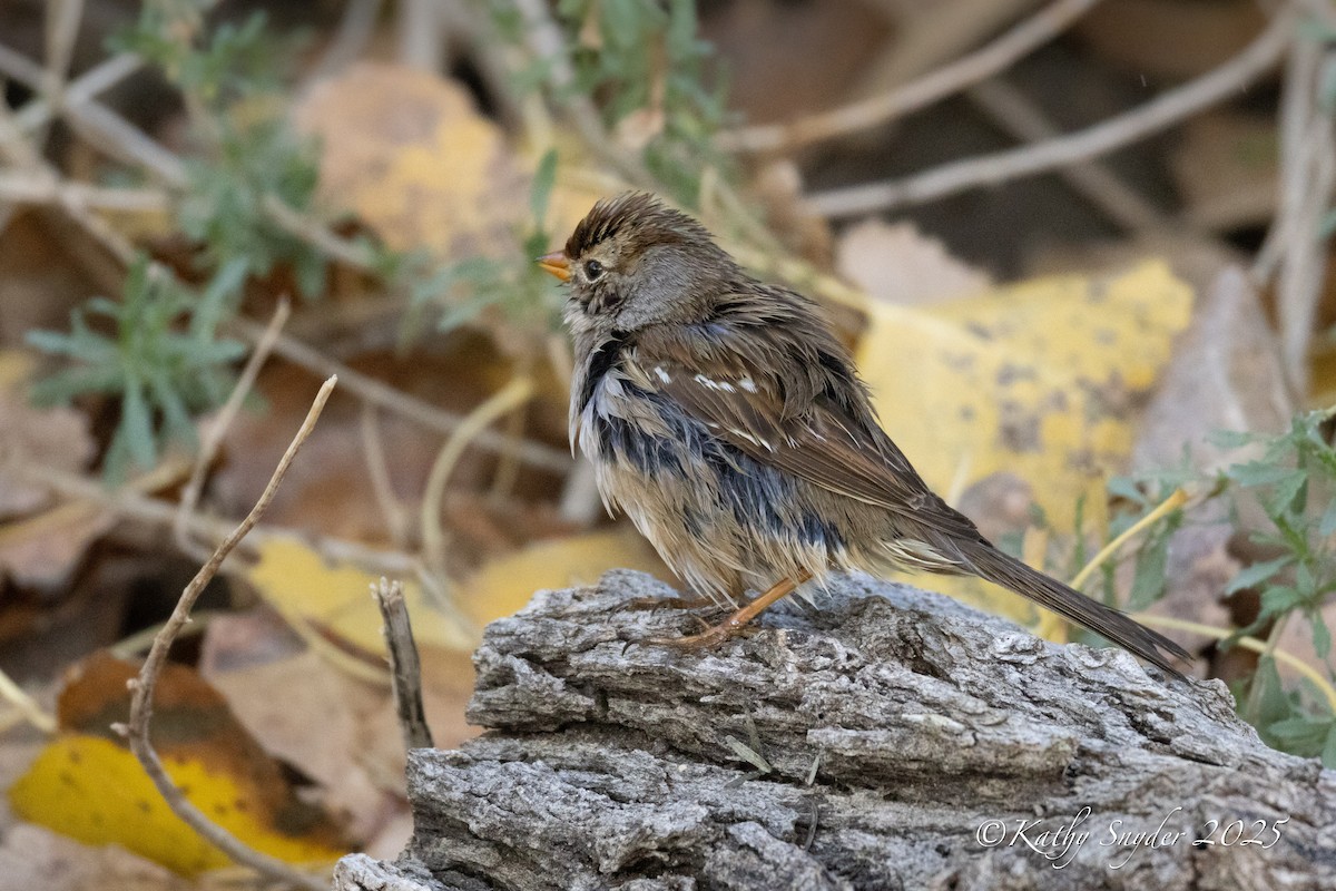 White-crowned Sparrow - ML647553597