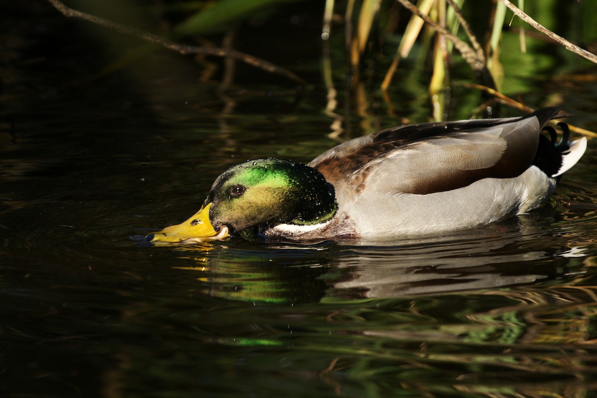 Ánade Azulón - ML647553610