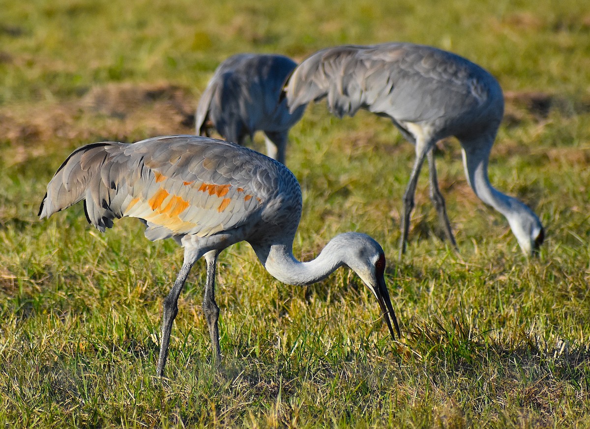 Grulla Canadiense - ML647553611