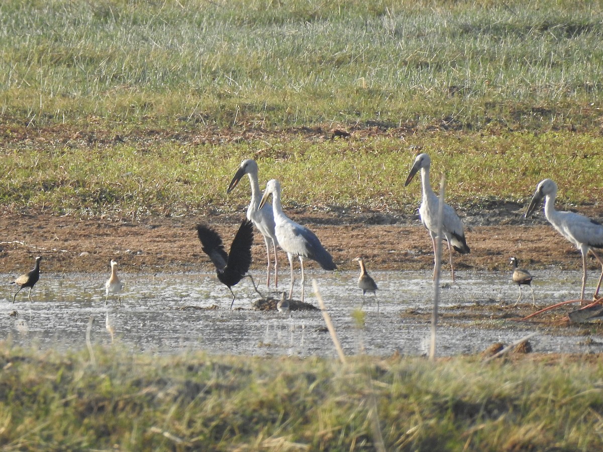Picotenaza Asiático - ML647553613